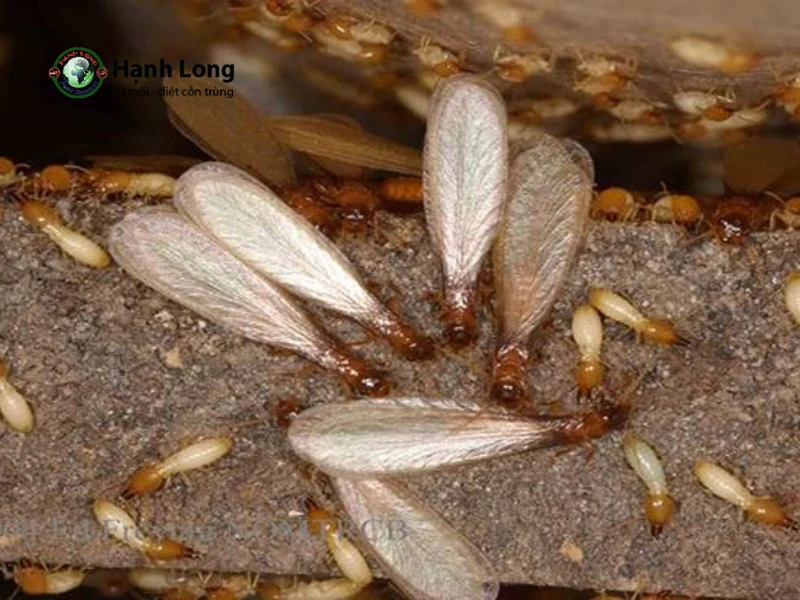 các loại mối các loại mối