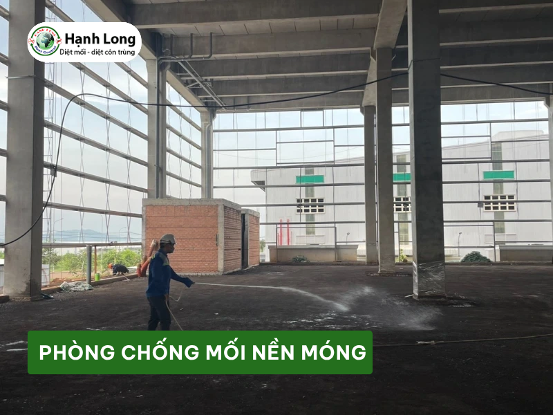 Dịch vụ phòng chống mối nền móng