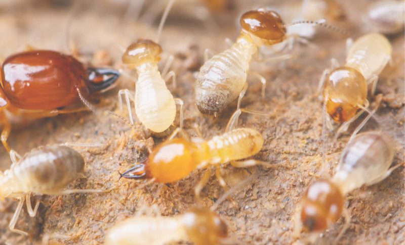 Diệt mối Gia Lai uy tín, chuyên nghiệp