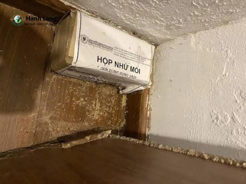 Hướng dẫn cách đặt và sử dụng hộp nhử mối đúng kỹ thuật 