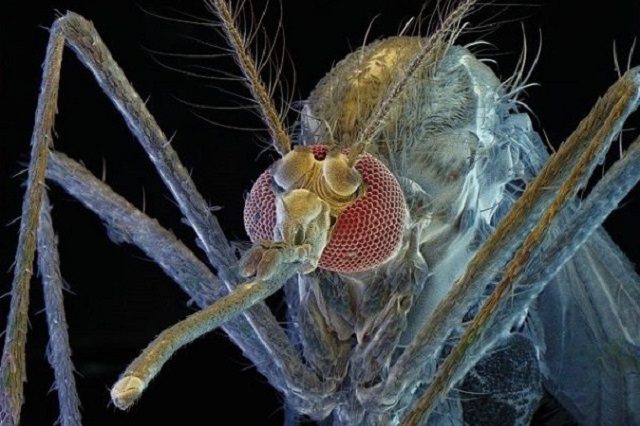 Tuổi thọ của muỗi