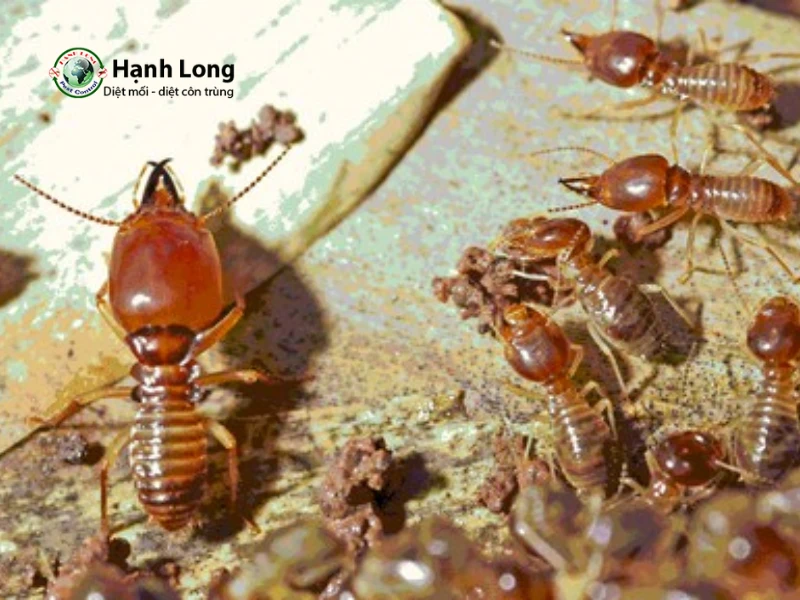 chế phẩm sinh học diệt mối chế phẩm sinh học diệt mối