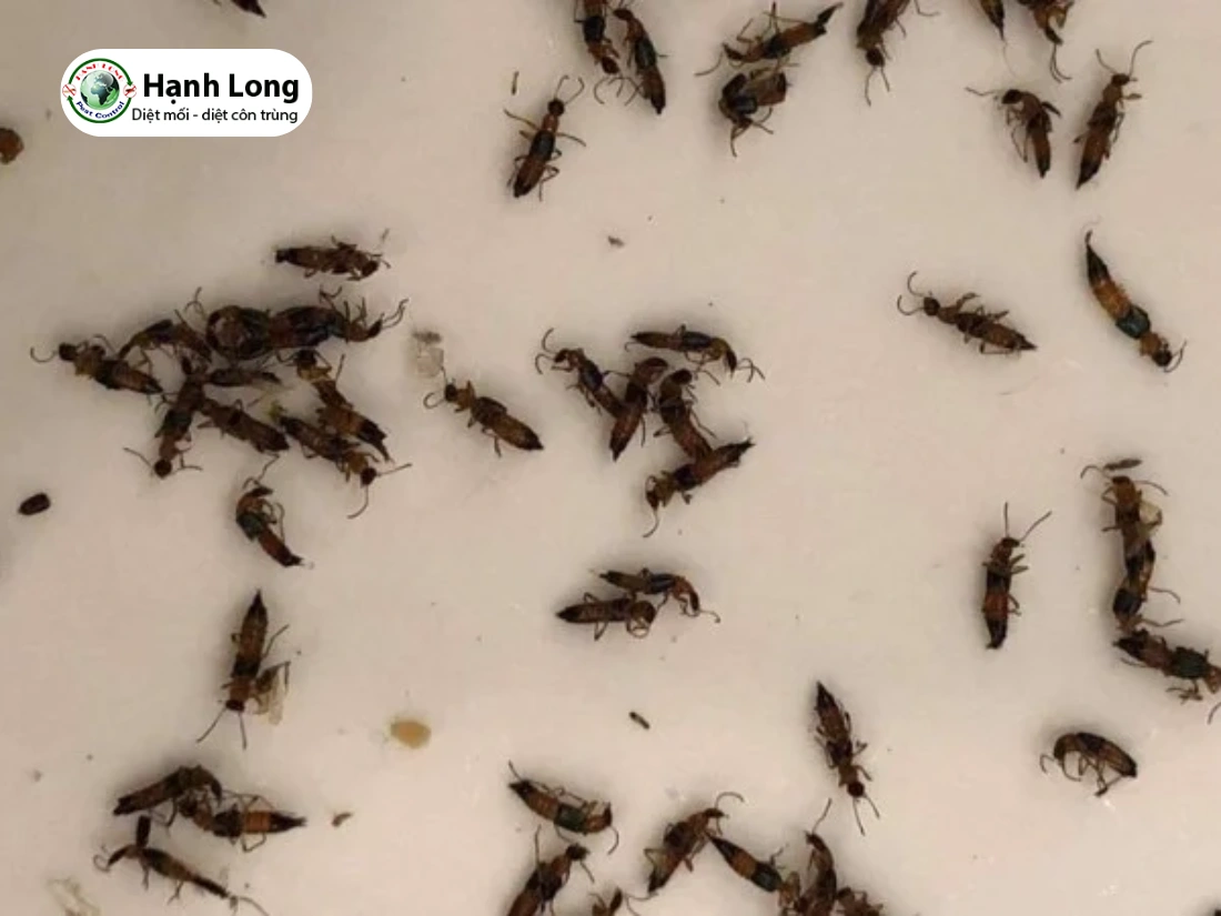 công ty diệt kiến ba khoang