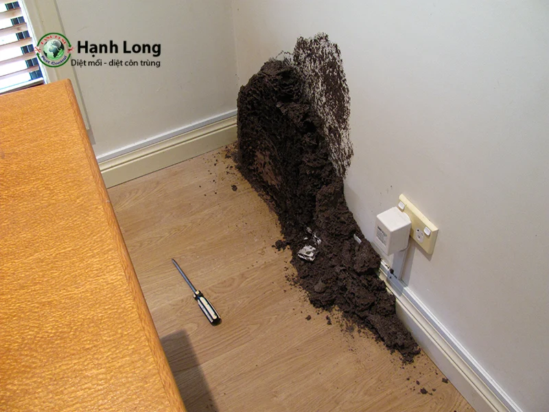 dấu hiệu nhà có mối