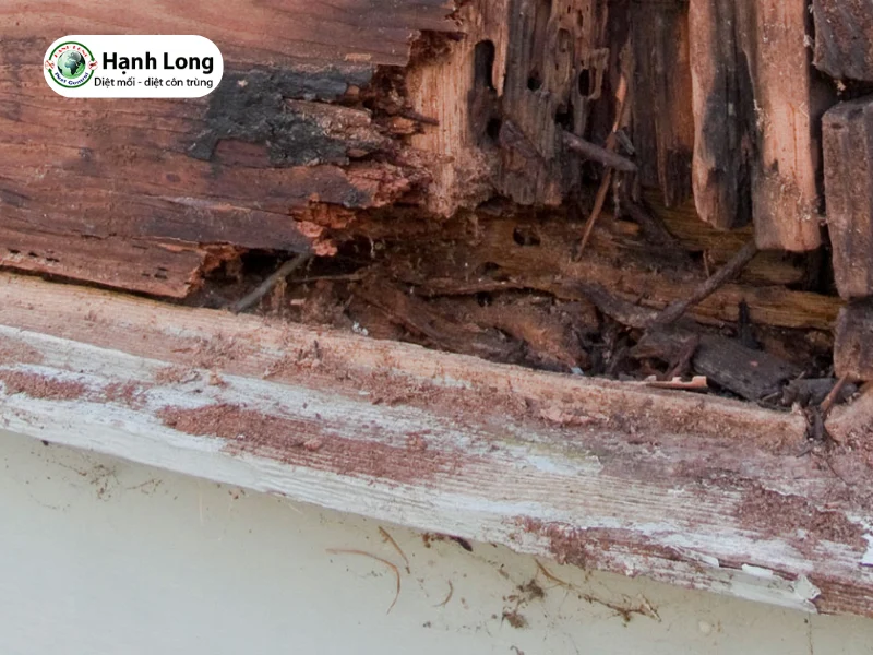 con mối gỗ