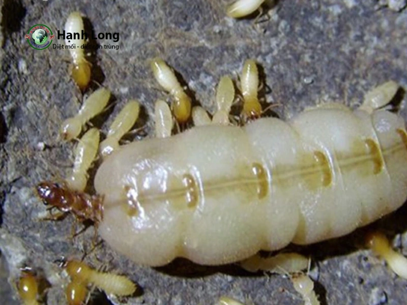 các loại mối các loại mối