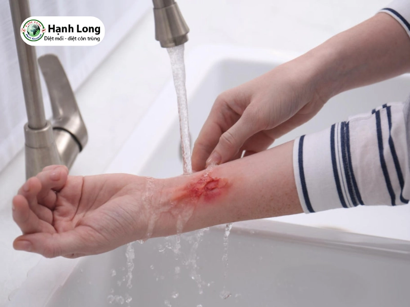 mối cánh có cắn không