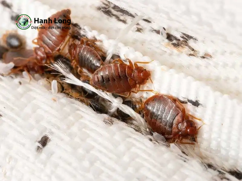 diệt rệp giường tận gốc diệt rệp giường tận gốc