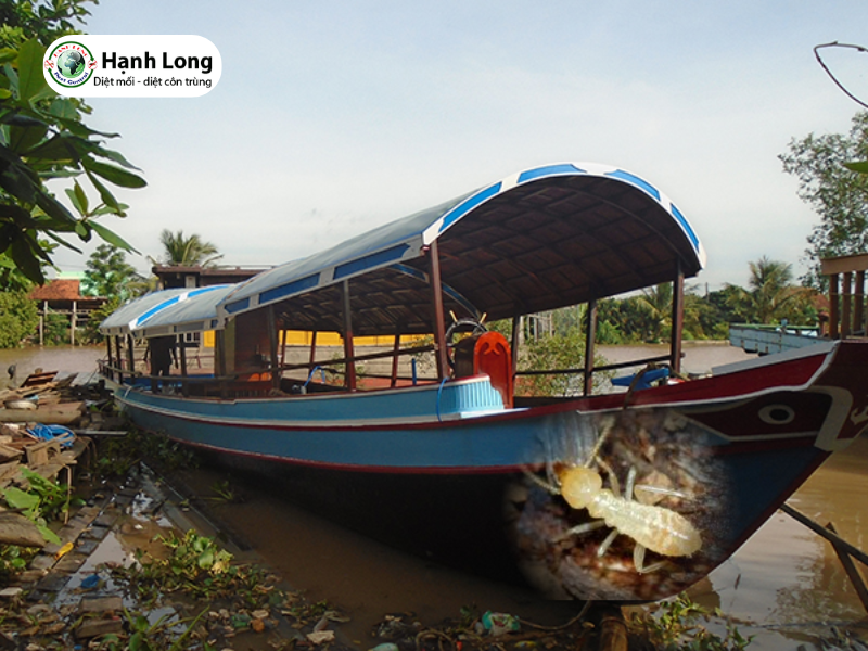 Dịch vụ Diệt mối ghe tàu