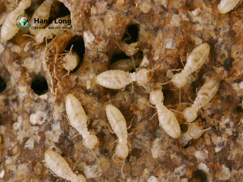 Mối gỗ ẩm Mối gỗ ẩm