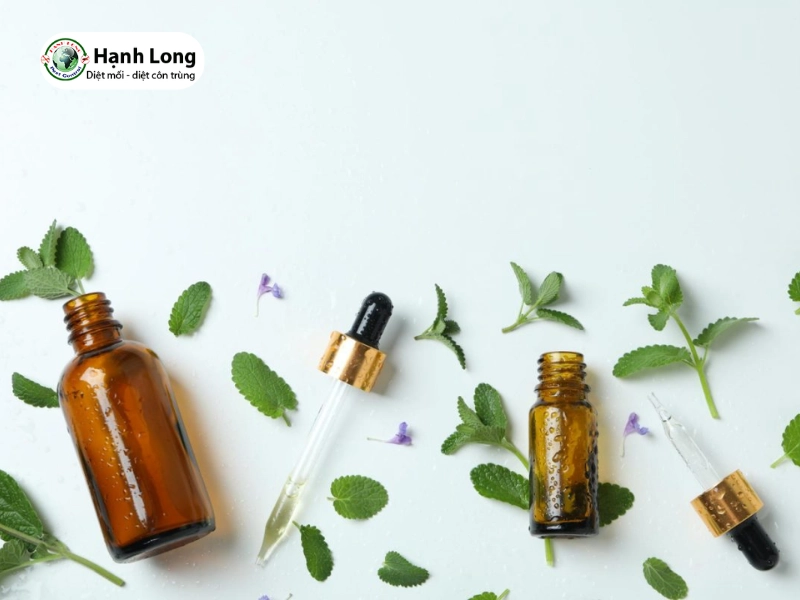 cách nhử mối chúa