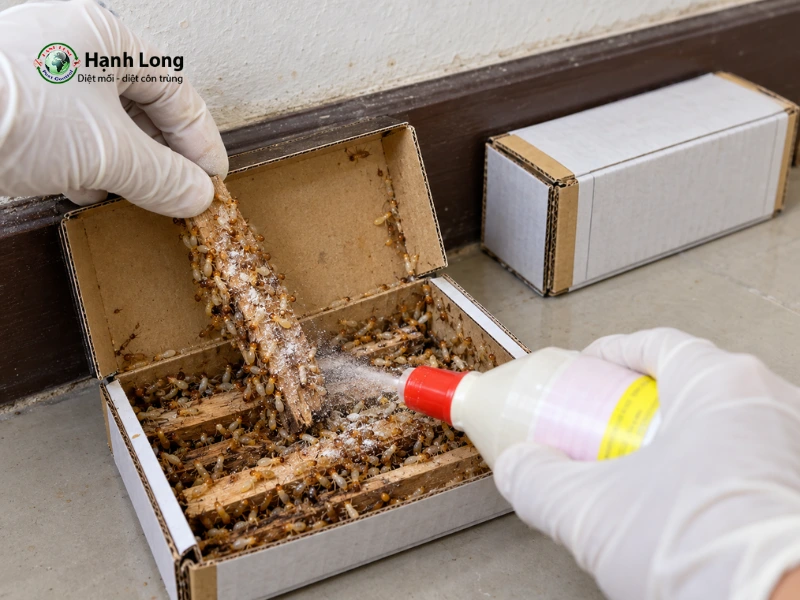cách sử dụng thuốc diệt mối dạng bột