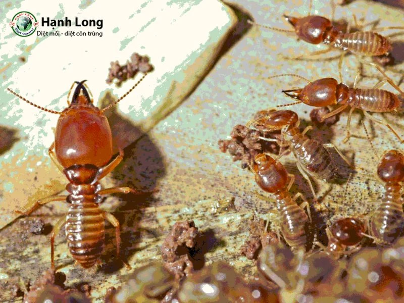 diệt mối sinh học