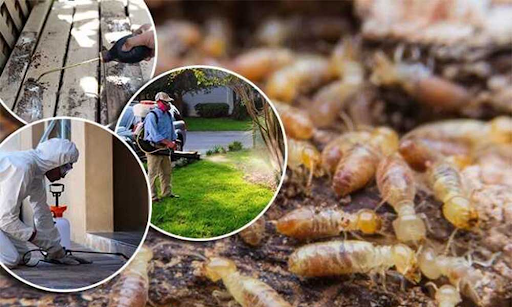 Giải pháp diệt mối cho kho hàng