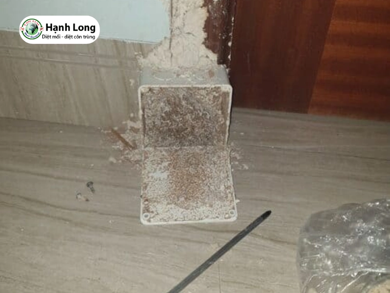 Dịch vụ diệt mọt gỗ