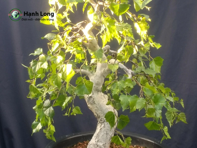 các loại cây đuổi muỗi