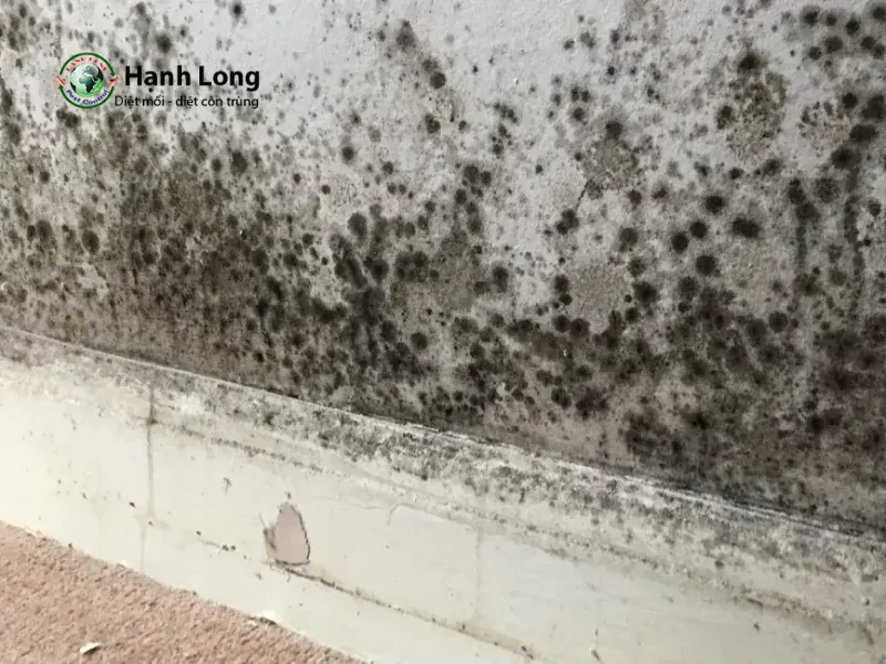 diệt mối sinh học diệt mối sinh học