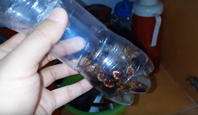 Cách làm bẫy bắt gián bằng chai nhựa