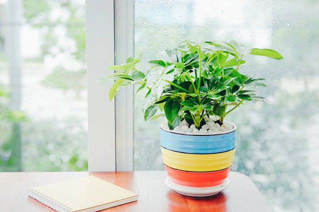 cay-duoi-muoi-loai-nao-tot-2