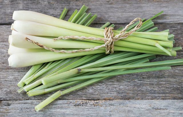 Treo sả trong nhà