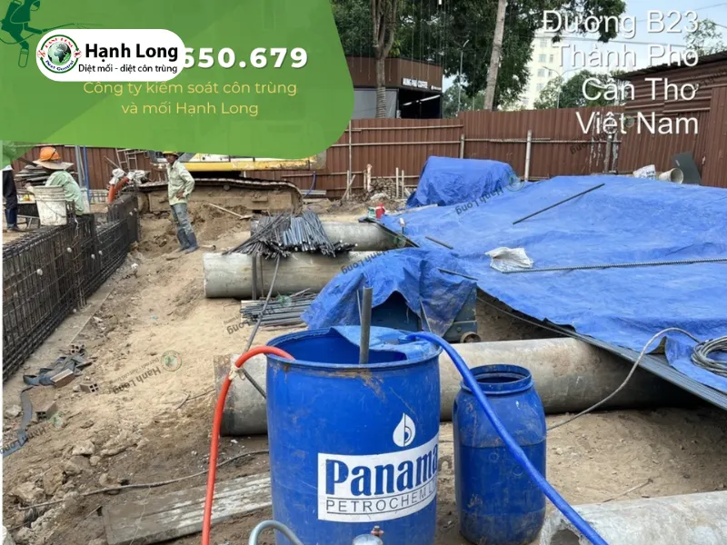 phân biệt mối đất và mối gỗ