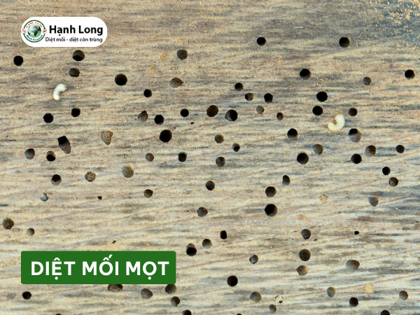 Dịch vụ diệt mối mọt