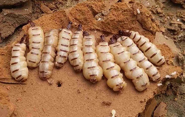 Đất tổ mối có tác dụng gì? Đất tổ mối tốt hay xấu?