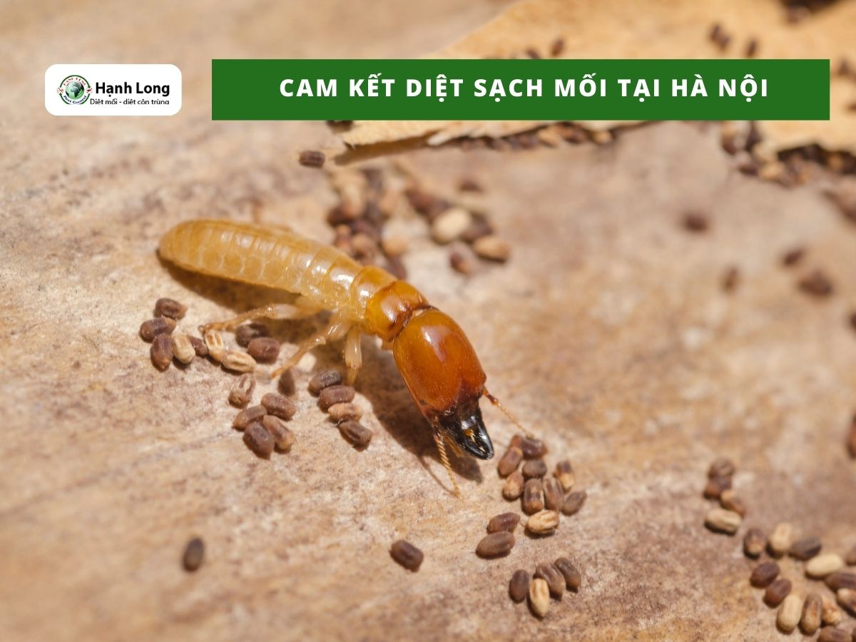 Cam kết dịch vụ diệt mối tại Hà Nội