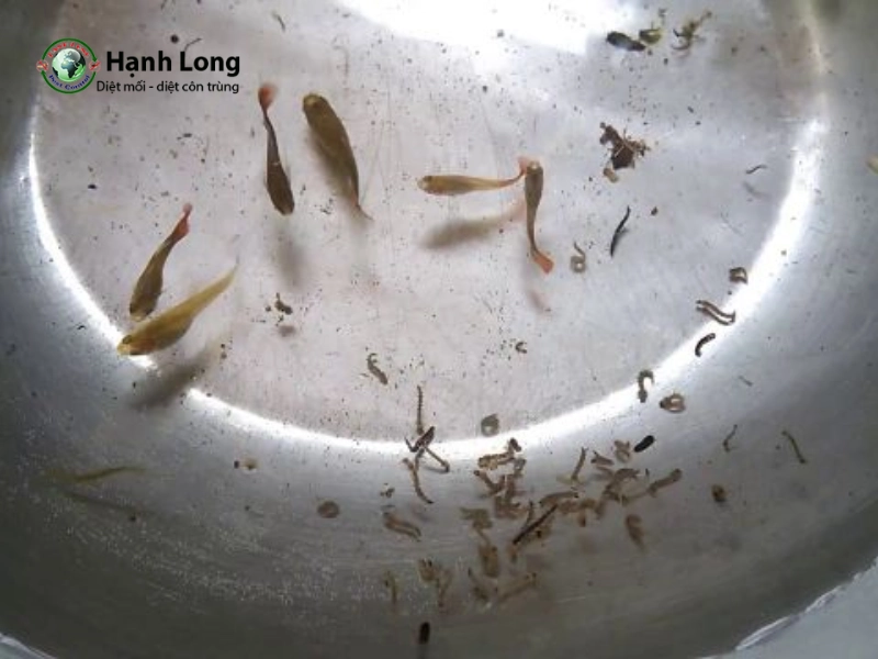 diệt lăng quăng diệt lăng quăng