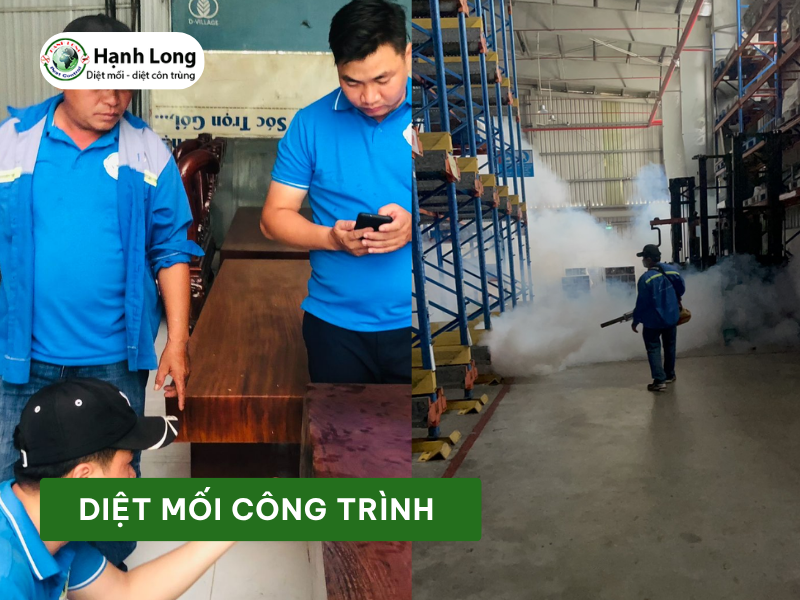 Dịch vụ diệt mối công trình