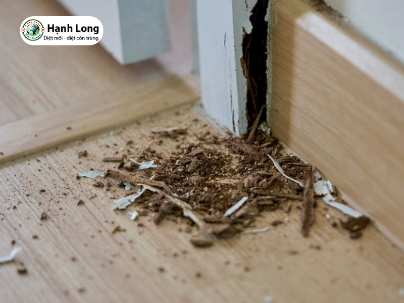 Nguyên nhân gây mối mọt và giải pháp xử lý triệt để