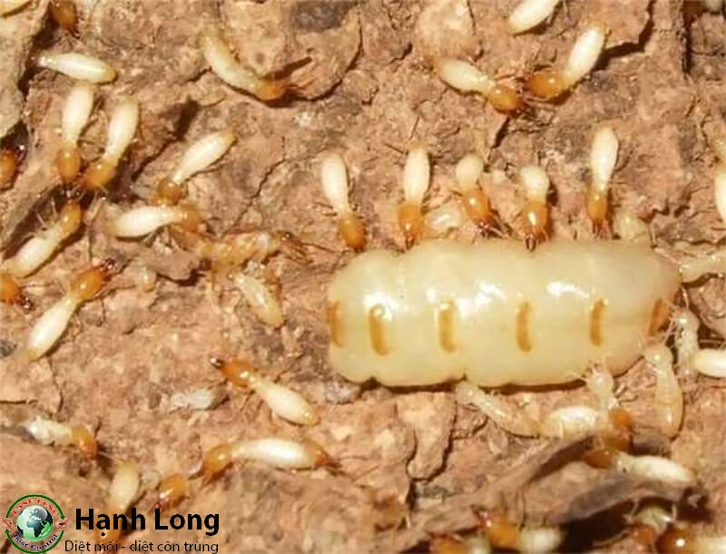 Mối chúa thường ở vị trí rất khó để tìm ra