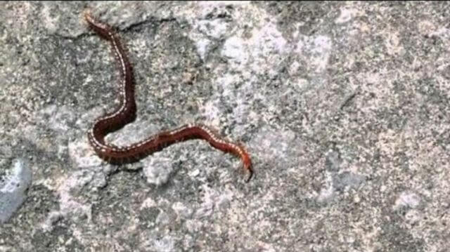 Cách diệt con giời leo 1