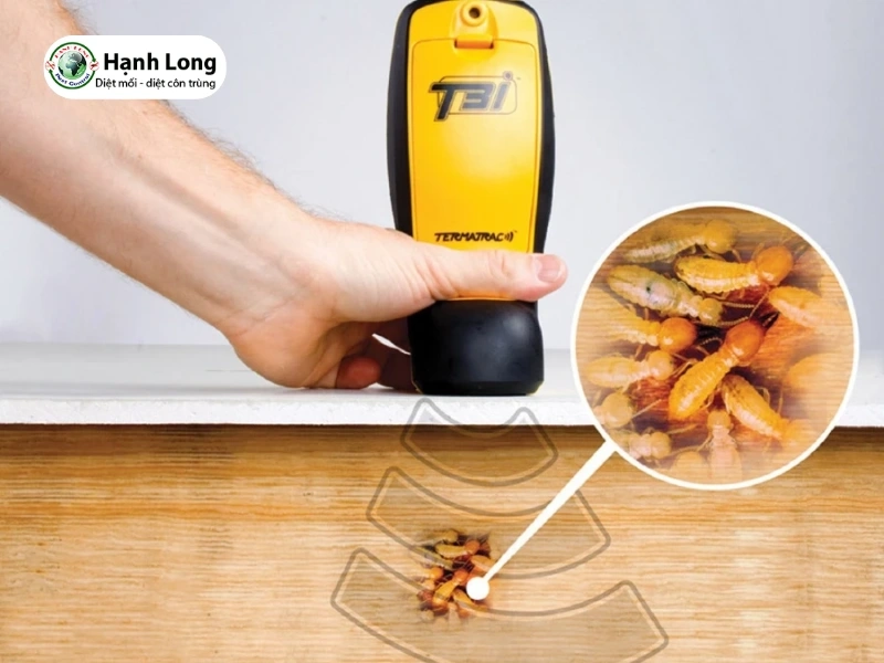 công ty diệt mối quận 3 công ty diệt mối quận 3
