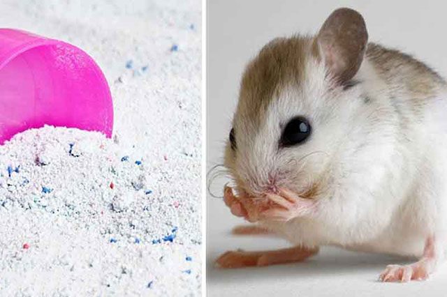 Cách đuổi chuột trên trần nhà bằng bột giặt