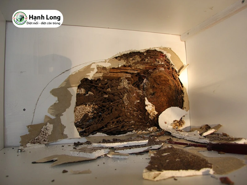 đất có tổ mối là tốt hay xấu