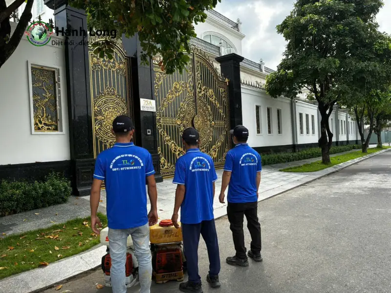 diệt mối tại bình chánh