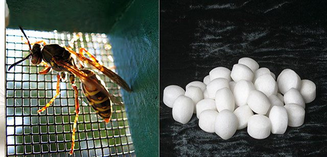 Cách đuổi ong ra khỏi nhà 3