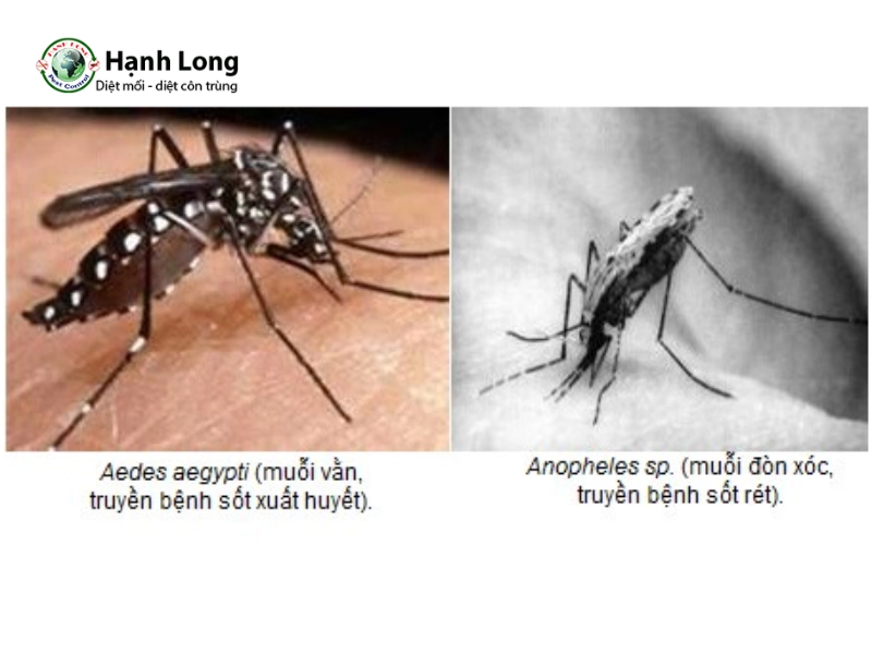 cách diệt muỗi anophen cách diệt muỗi anophen