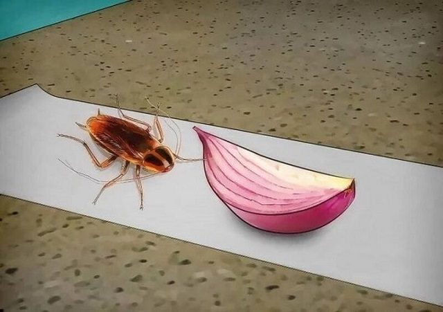 Cách đuổi rán 5