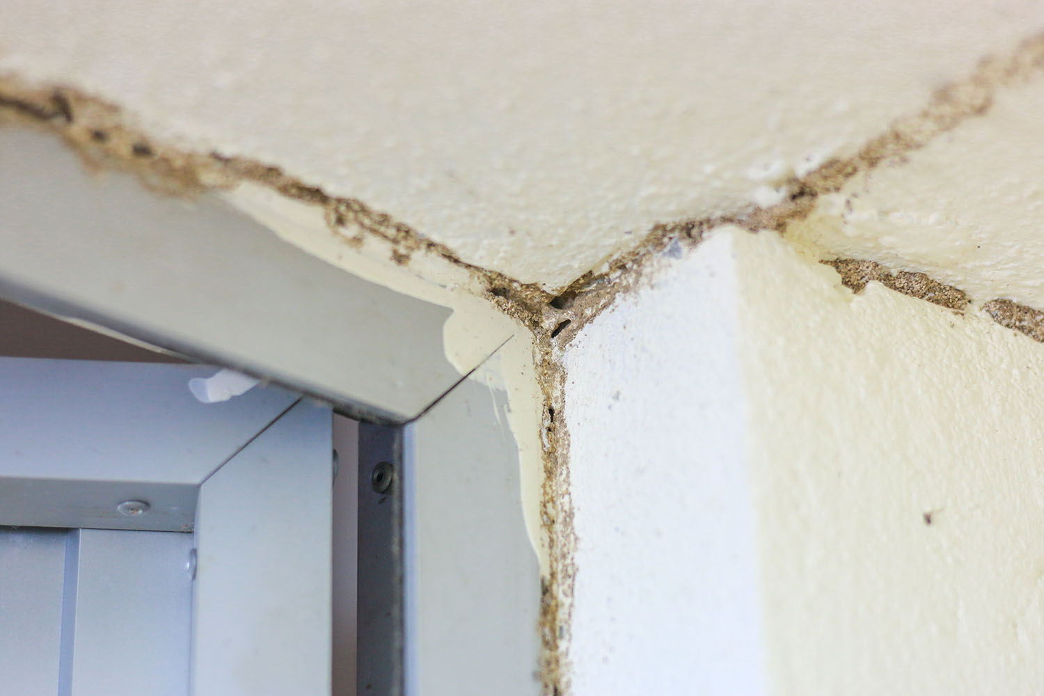 Dịch Vụ Diệt Mối Tại Huyện Xuân Lộc – Diệt Mối Hạnh Long