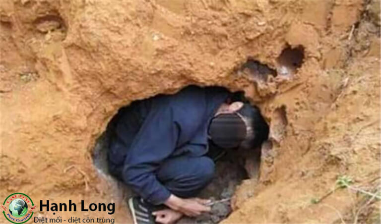 Tìm hiểu về mối chúa