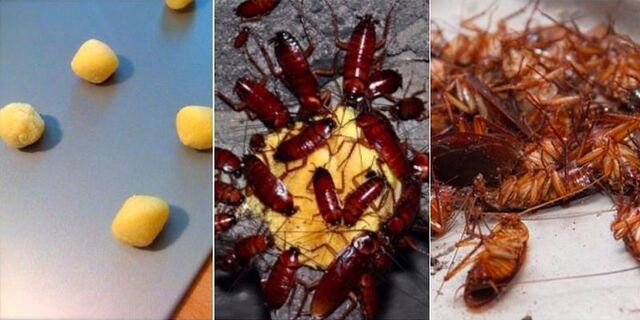 6 Cách bẫy gián hiệu quả nhất, không cần dùng thuốc