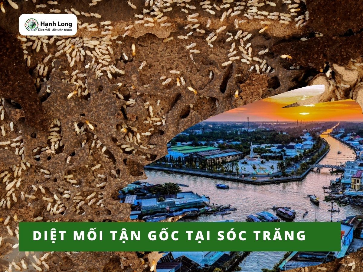 Diệt Mối Tận Gốc Tại Sóc Trăng Giá Rẻ