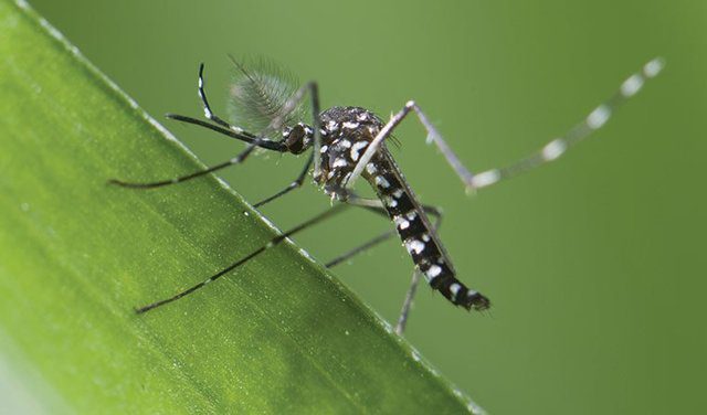 Muỗi Aedes Aegypti