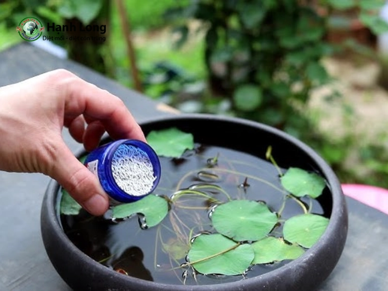 diệt lăng quăng trong chậu cây thủy sinh