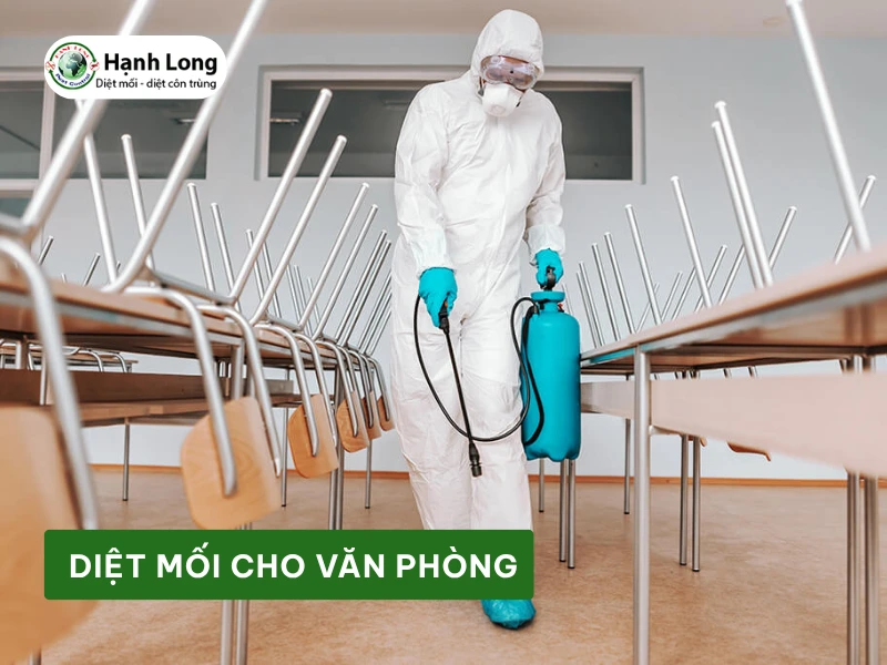 Xử lý mối, chống mối cho trường học
