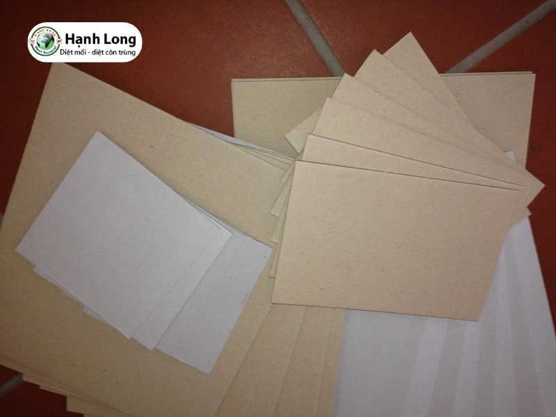 diệt mối gỗ khô