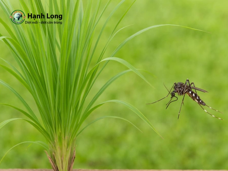cách đuổi muỗi trong phòng ngủ bằng sả cách đuổi muỗi trong phòng ngủ bằng sả