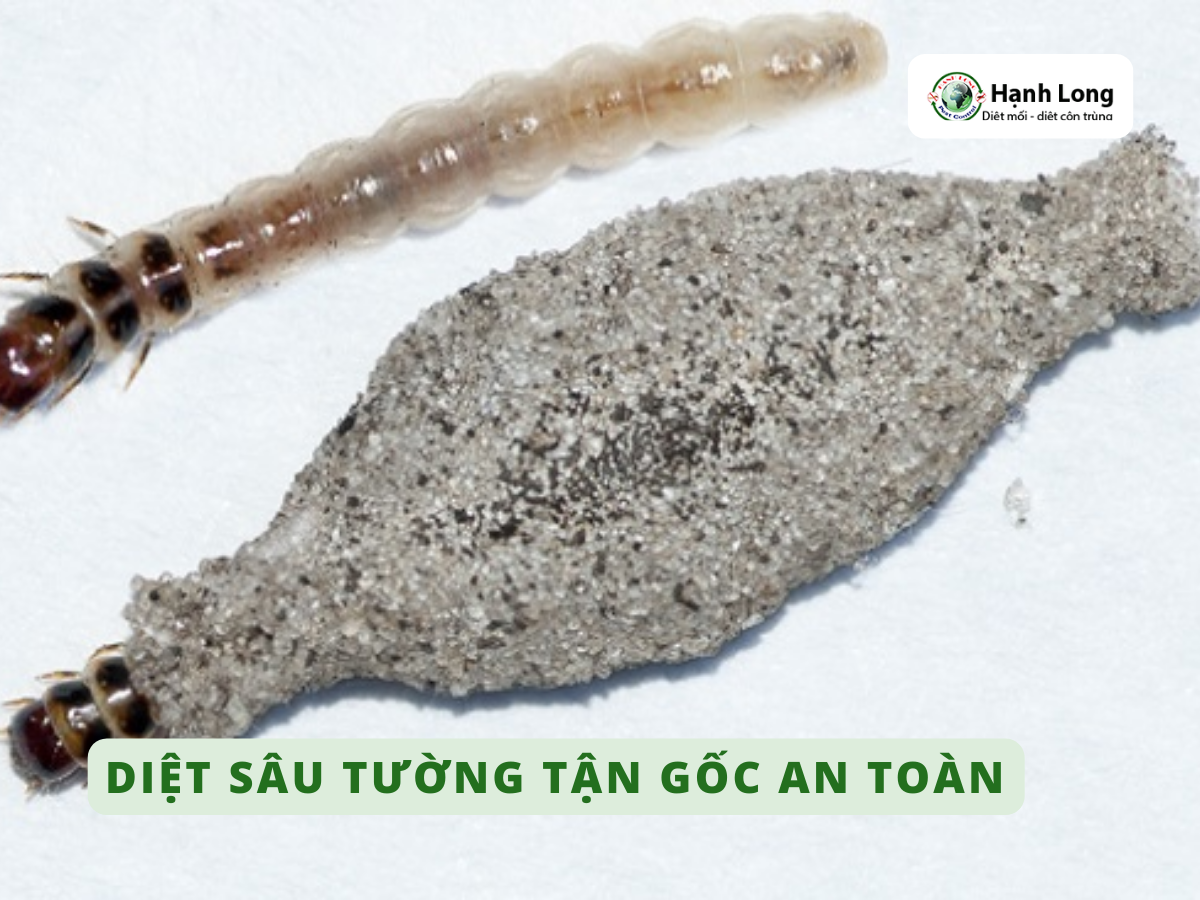 Dịch vụ diệt sâu tường hiệu quả